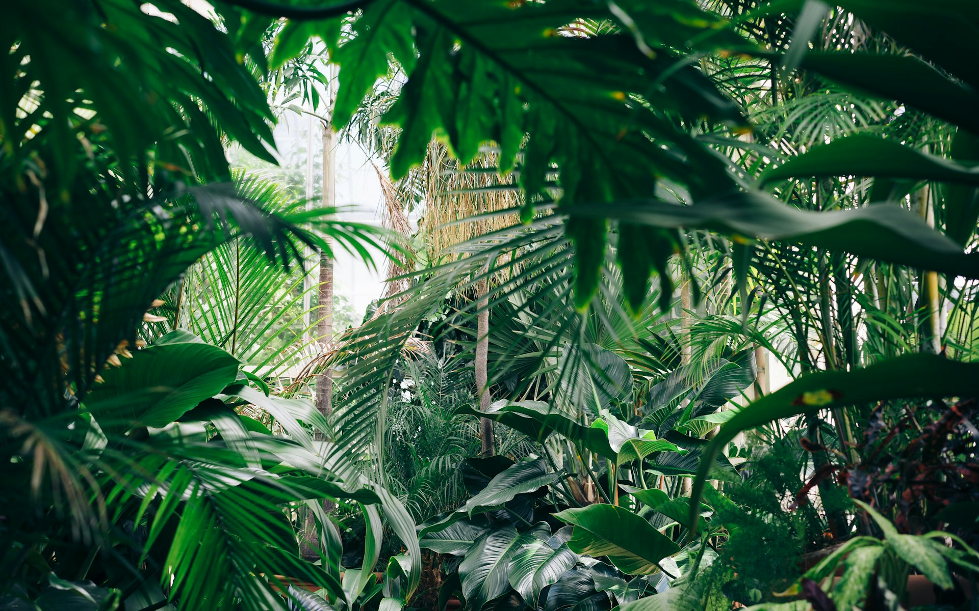 Dark botanical leaves in soft light